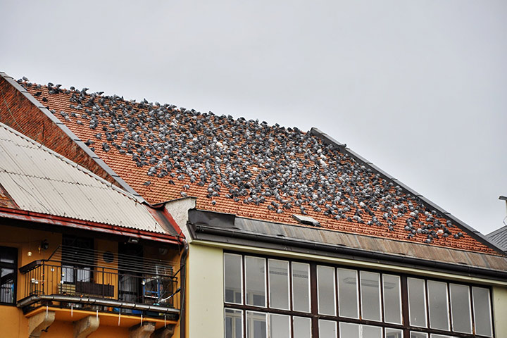A2B Pest Control are able to install spikes to deter birds from roofs in Finsbury. 