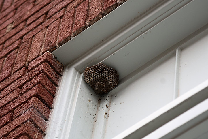 We provide a wasp nest removal service for domestic and commercial properties in Finsbury.